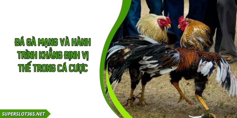 Đá Gà Mạng Và Hành Trình Khẳng Định Vị Thế Trong Cá Cược