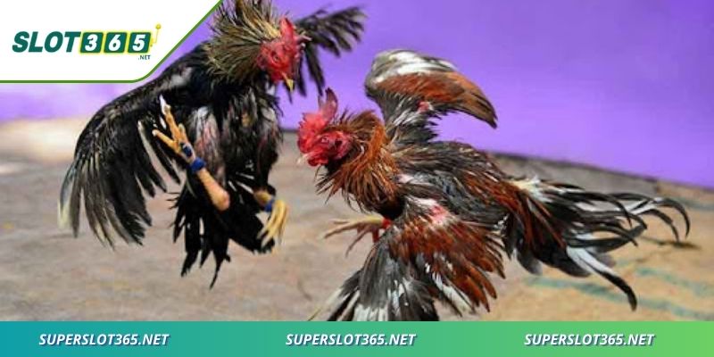 Ưu thế rõ rệt của hình thức đá gà trực tuyến tại nhà cái